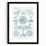 Modern Marine-Inspired Wall Art – Discomedusae by Ernst Haeckel