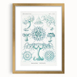 Modern Marine-Inspired Wall Art – Discomedusae by Ernst Haeckel