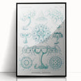 Modern Marine-Inspired Wall Art – Discomedusae by Ernst Haeckel