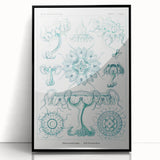 Modern Marine-Inspired Wall Art – Discomedusae by Ernst Haeckel