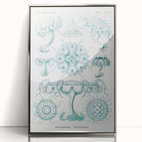 Modern Marine-Inspired Wall Art – Discomedusae by Ernst Haeckel