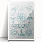 Modern Marine-Inspired Wall Art – Discomedusae by Ernst Haeckel