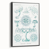 Modern Marine-Inspired Wall Art – Discomedusae by Ernst Haeckel