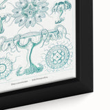 Modern Marine-Inspired Wall Art – Discomedusae by Ernst Haeckel