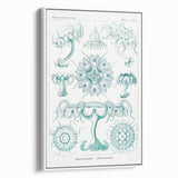 Modern Marine-Inspired Wall Art – Discomedusae by Ernst Haeckel