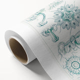 Modern Marine-Inspired Wall Art – Discomedusae by Ernst Haeckel