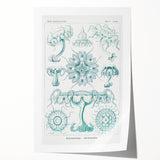 Modern Marine-Inspired Wall Art – Discomedusae by Ernst Haeckel