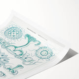 Modern Marine-Inspired Wall Art – Discomedusae by Ernst Haeckel