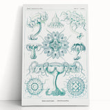 Modern Marine-Inspired Wall Art – Discomedusae by Ernst Haeckel