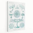 Modern Marine-Inspired Wall Art – Discomedusae by Ernst Haeckel