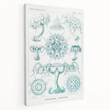 Modern Marine-Inspired Wall Art – Discomedusae by Ernst Haeckel