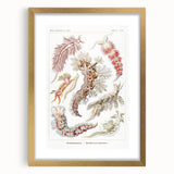Modern Marine Wall Art – Ernst Haeckel’s "Nudibranchia" Illustration