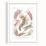 Modern Marine Wall Art – Ernst Haeckel’s "Nudibranchia" Illustration