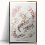 Modern Marine Wall Art – Ernst Haeckel’s "Nudibranchia" Illustration
