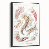 Modern Marine Wall Art – Ernst Haeckel’s "Nudibranchia" Illustration
