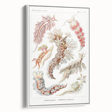 Modern Marine Wall Art – Ernst Haeckel’s "Nudibranchia" Illustration