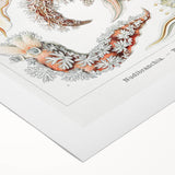 Modern Marine Wall Art – Ernst Haeckel’s "Nudibranchia" Illustration