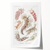 Modern Marine Wall Art – Ernst Haeckel’s "Nudibranchia" Illustration
