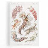 Modern Marine Wall Art – Ernst Haeckel’s "Nudibranchia" Illustration