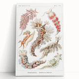 Modern Marine Wall Art – Ernst Haeckel’s "Nudibranchia" Illustration