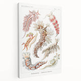 Modern Marine Wall Art – Ernst Haeckel’s "Nudibranchia" Illustration
