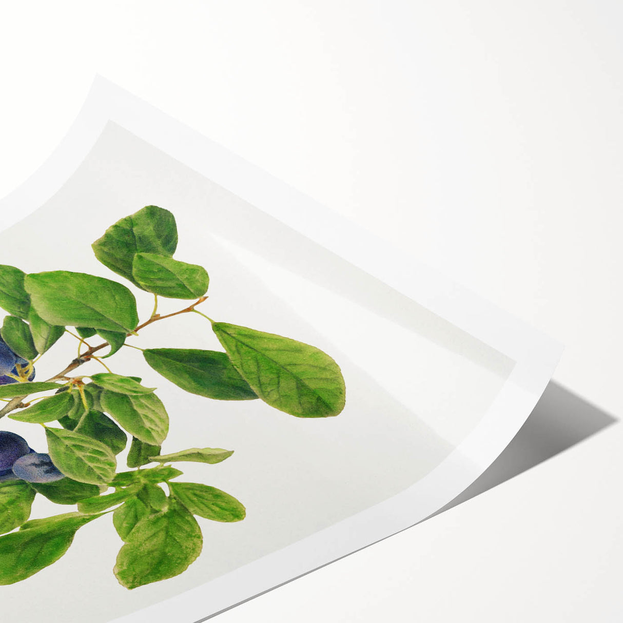 Extra large wall art featuring line art flowers in black on a white background, ideal for large living room decor.
