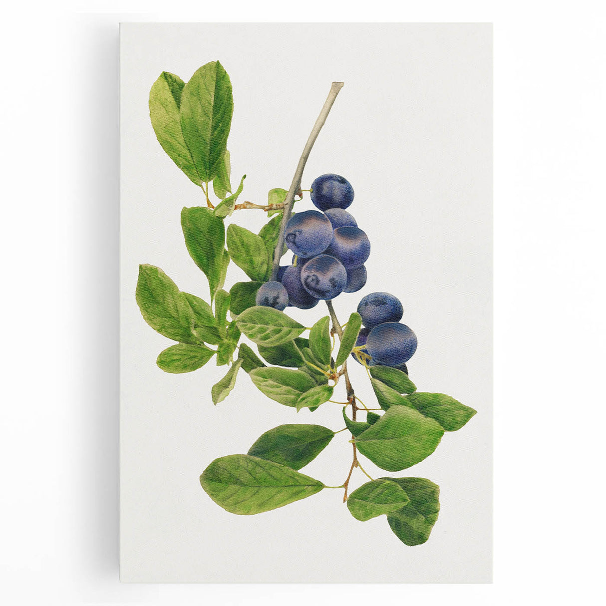 Black and white stretched canvas featuring a large, detailed illustration of assorted fruits, ideal for kitchen wall art.