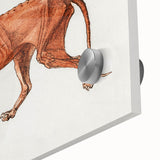 Tiger Body Lateral View Realism Art Print - George Stubbs Anatomical Study