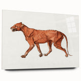 Tiger Body Lateral View Realism Art Print - George Stubbs Anatomical Study