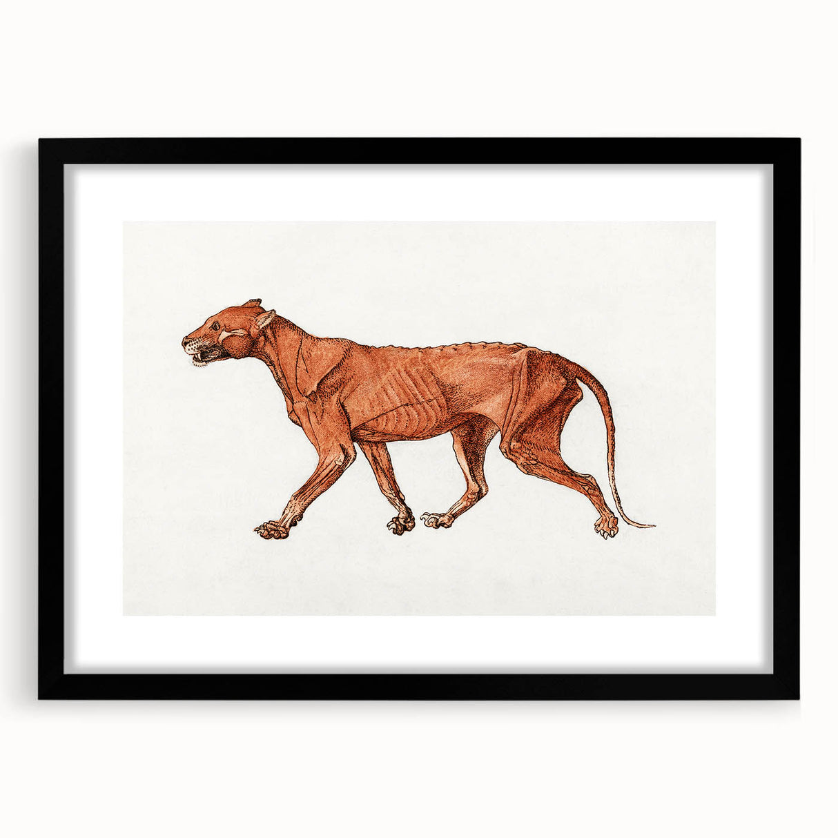 Tiger Body Lateral View Realism Art Print - George Stubbs Anatomical Study