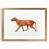 Tiger Body Lateral View Realism Art Print - George Stubbs Anatomical Study