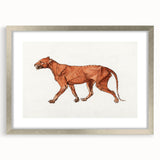 Tiger Body Lateral View Realism Art Print - George Stubbs Anatomical Study