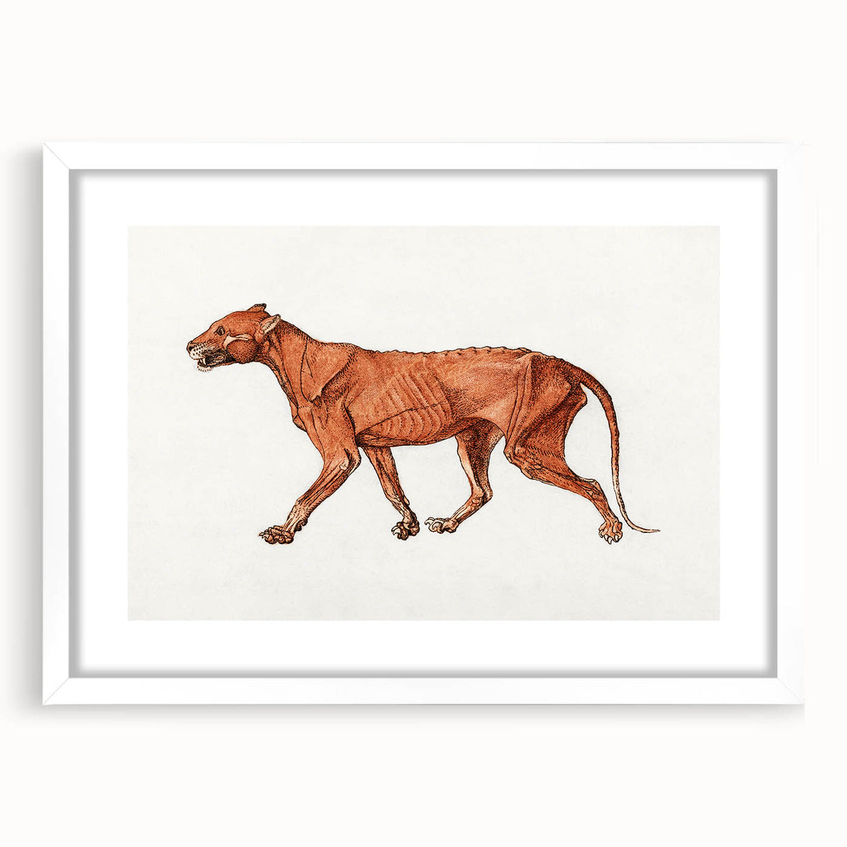 Tiger Body Lateral View Realism Art Print - George Stubbs Anatomical Study