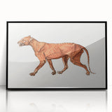 Tiger Body Lateral View Realism Art Print - George Stubbs Anatomical Study