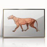 Tiger Body Lateral View Realism Art Print - George Stubbs Anatomical Study