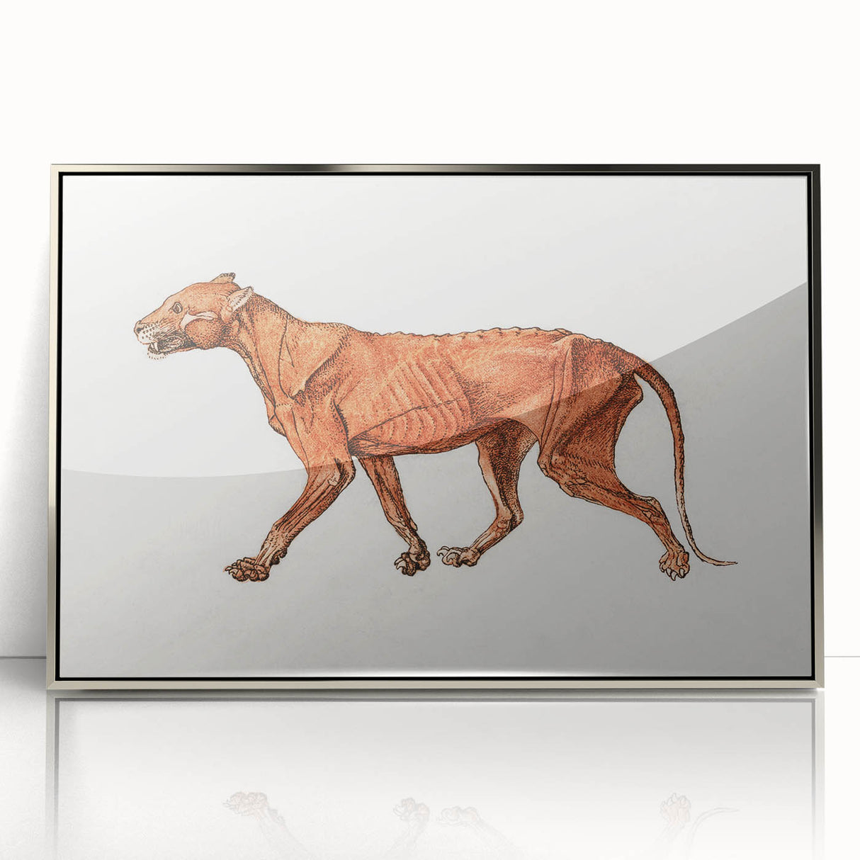 Tiger Body Lateral View Realism Art Print - George Stubbs Anatomical Study