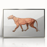 Tiger Body Lateral View Realism Art Print - George Stubbs Anatomical Study