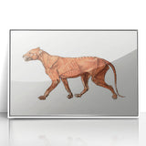 Tiger Body Lateral View Realism Art Print - George Stubbs Anatomical Study