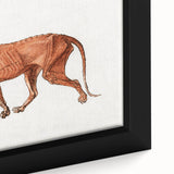 Tiger Body Lateral View Realism Art Print - George Stubbs Anatomical Study