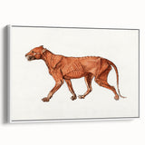 Tiger Body Lateral View Realism Art Print - George Stubbs Anatomical Study