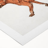 Tiger Body Lateral View Realism Art Print - George Stubbs Anatomical Study