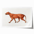 Tiger Body Lateral View Realism Art Print - George Stubbs Anatomical Study