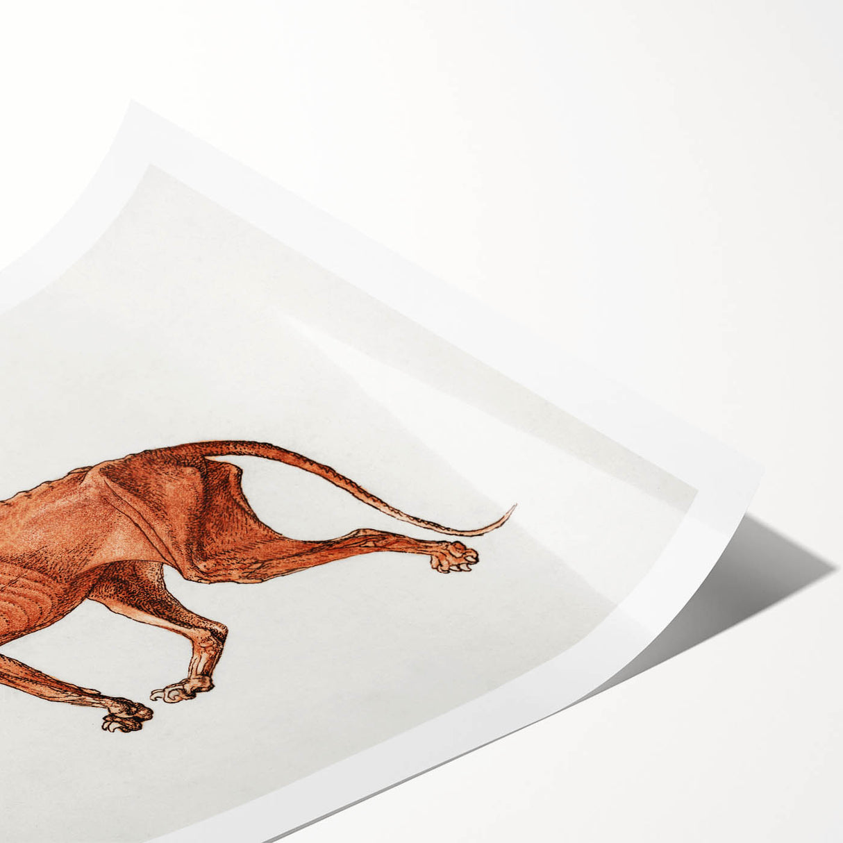 Tiger Body Lateral View Realism Art Print - George Stubbs Anatomical Study