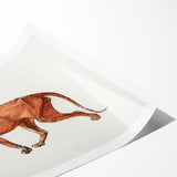 Tiger Body Lateral View Realism Art Print - George Stubbs Anatomical Study