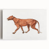 Tiger Body Lateral View Realism Art Print - George Stubbs Anatomical Study