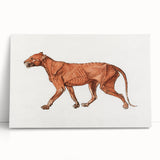 Tiger Body Lateral View Realism Art Print - George Stubbs Anatomical Study