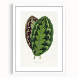 Romanticism Art - Calathea Veitchiana Leaf Illustration Print