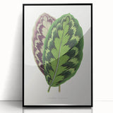 Romanticism Art - Calathea Veitchiana Leaf Illustration Print