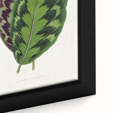 Romanticism Art - Calathea Veitchiana Leaf Illustration Print
