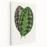 Romanticism Art - Calathea Veitchiana Leaf Illustration Print